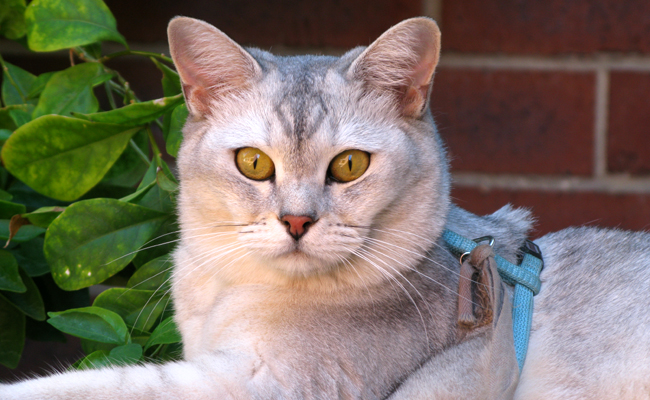 Le Burmilla est un chat plutôt sympa à vivre