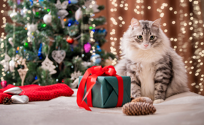 10 idées de cadeaux de Noël drôles ou insolites pour son chat