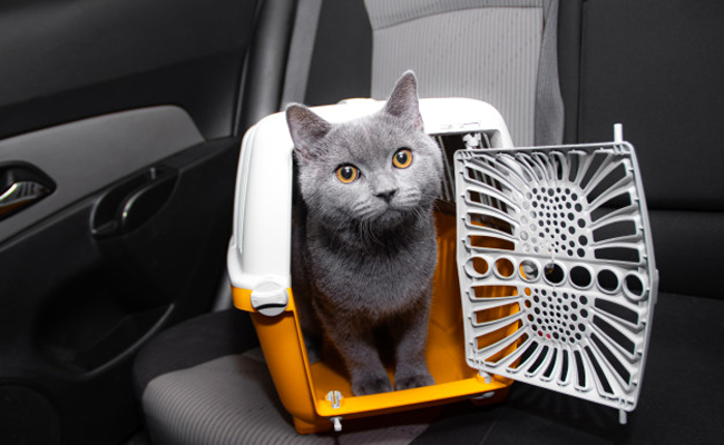 Quelle caisse de transport choisir pour son chat ?