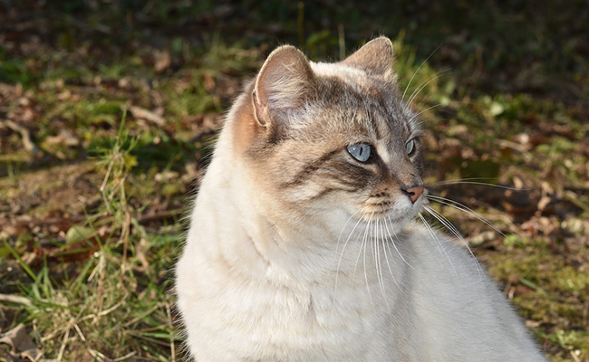 Comment calculer l'âge d'un chat ?