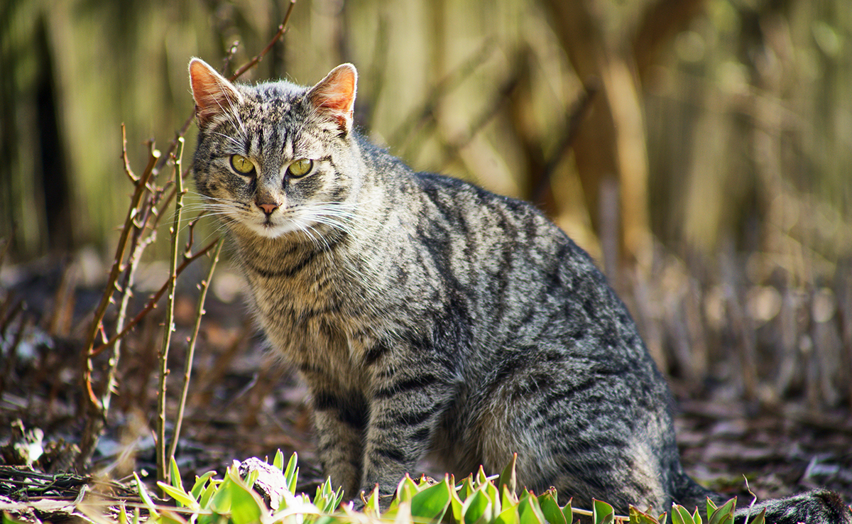 Comment capturer un chat sauvage ?