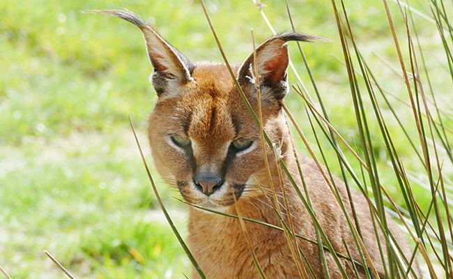 Caracat, la majesté du caracal et la douceur du chat domestique