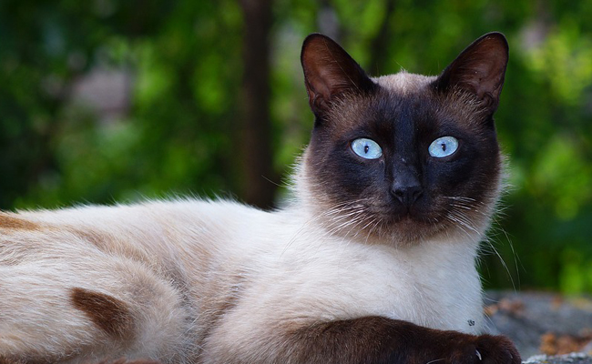 Le caractère du chat : comment le définir ?