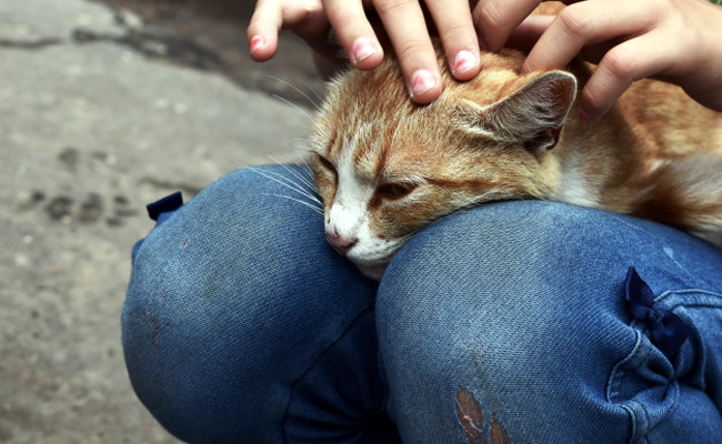 Comment caresser un chat ?