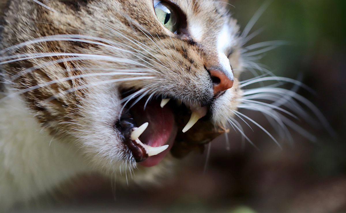 Carnassières du chat, des dents en lame de couteau !