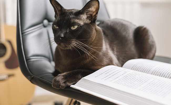 J’ai perdu le carnet de santé de mon chat, que faire ?