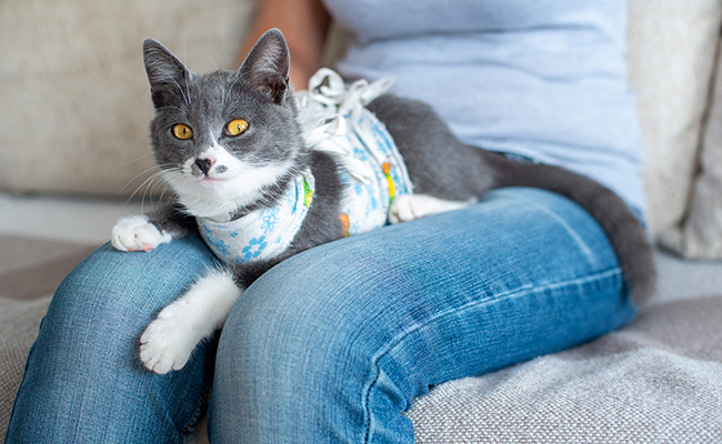 Quel est le prix d'une castration ou stérilisation d'un chat ?