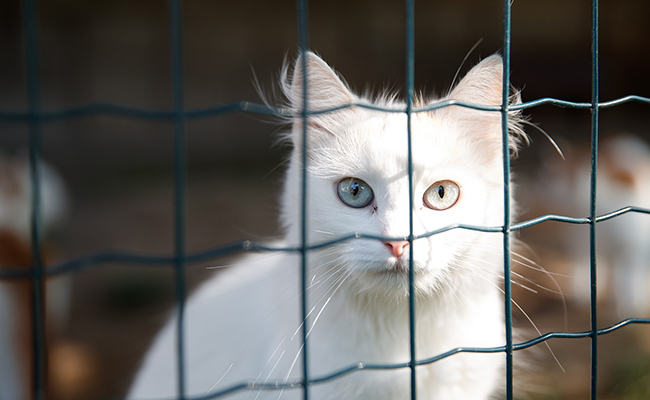 Catio pour chat ou enclos pour chat : acheter ou construire soi-même ?