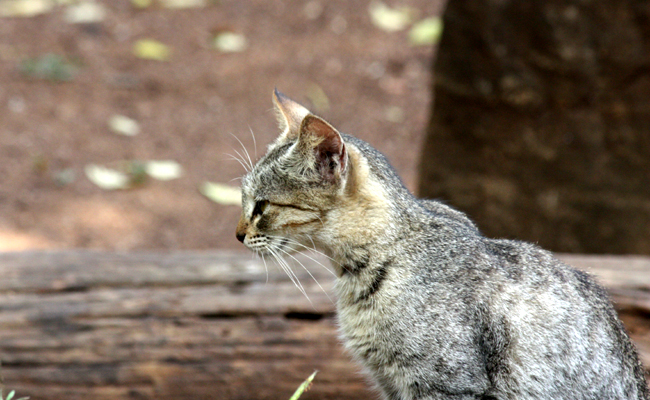 Le Ceylan, un chat originaire du Sri Lanka