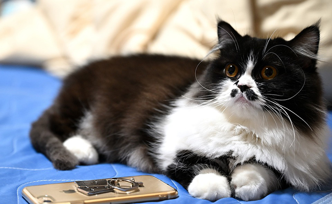 Le Napoléon ou Minuet, chat aux pattes très courtes