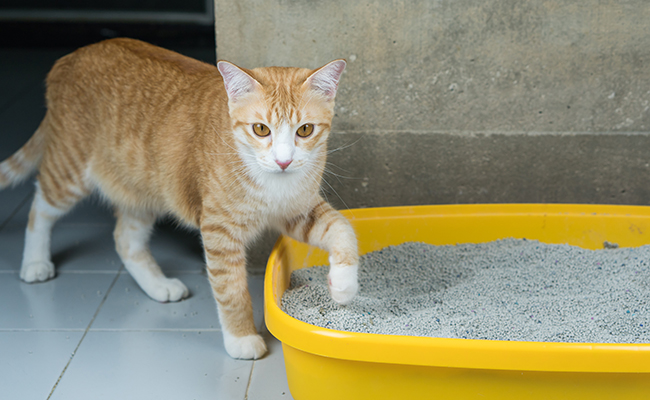 Quand changer la litière de son chat ? Bonnes pratiques