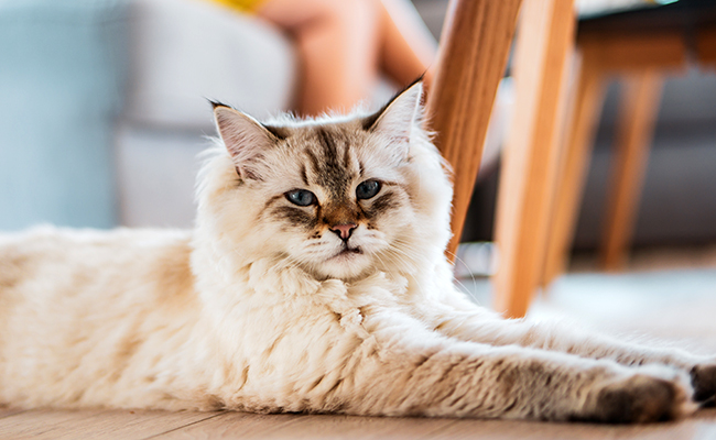 21 choses que vous ne savez pas encore sur les chats !