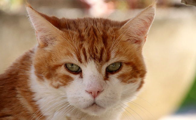 Pourquoi mon chat n'aime pas être caressé ?