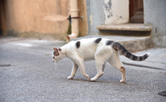 Chats abandonnés : état des lieux