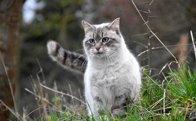 Chat adopté dont je ne connais pas l'âge : puis-je souscrire à une assurance ?