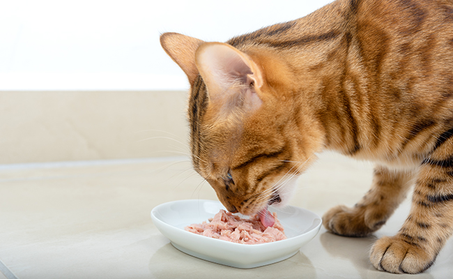 Les chats adorent le poisson : vrai ou faux ?