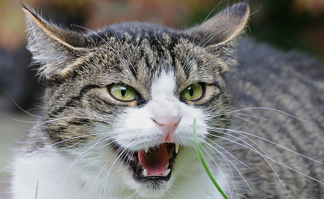 Mon chat est agressif : que faire ?