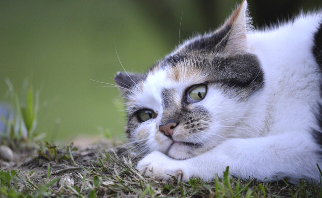 Mon chat ne m'aime pas et est distant : comment réagir ?