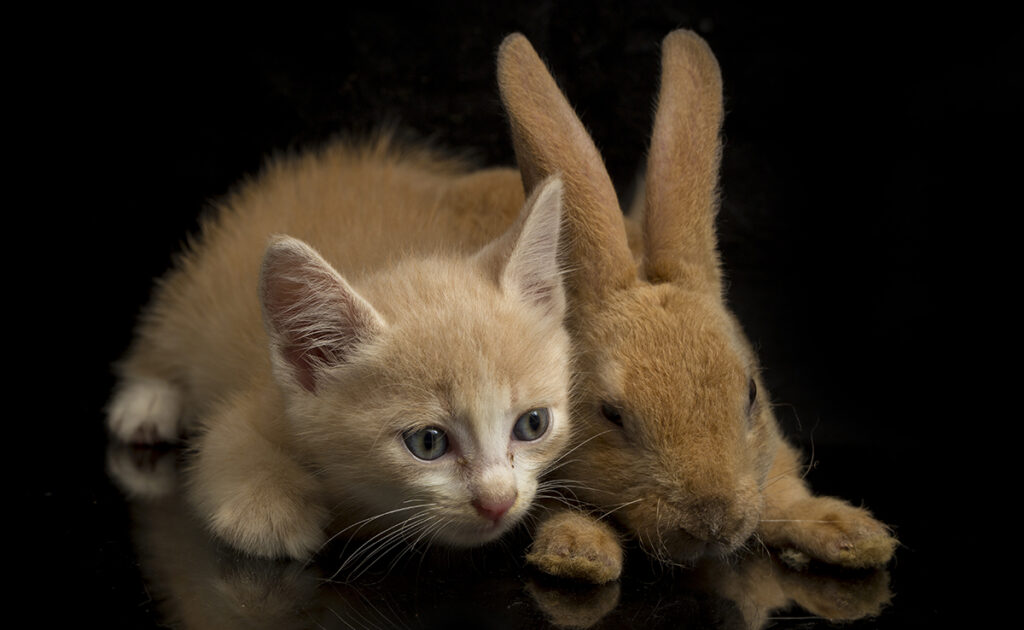 Un chat peut-il vivre et cohabiter avec d'autres animaux ?