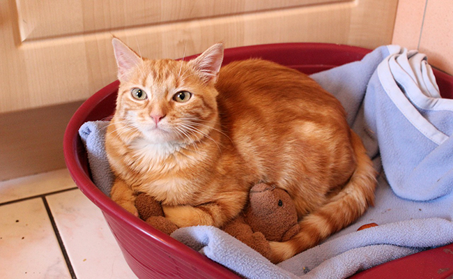 Chat en appartement : 9 erreurs à ne pas faire !