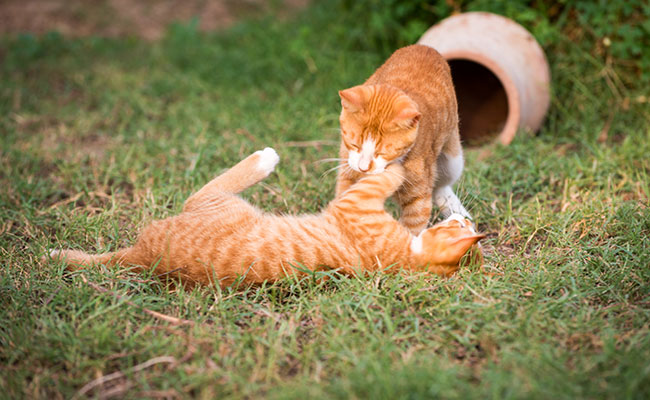 Mes chats se bagarrent : comment les empêcher de se battre ?