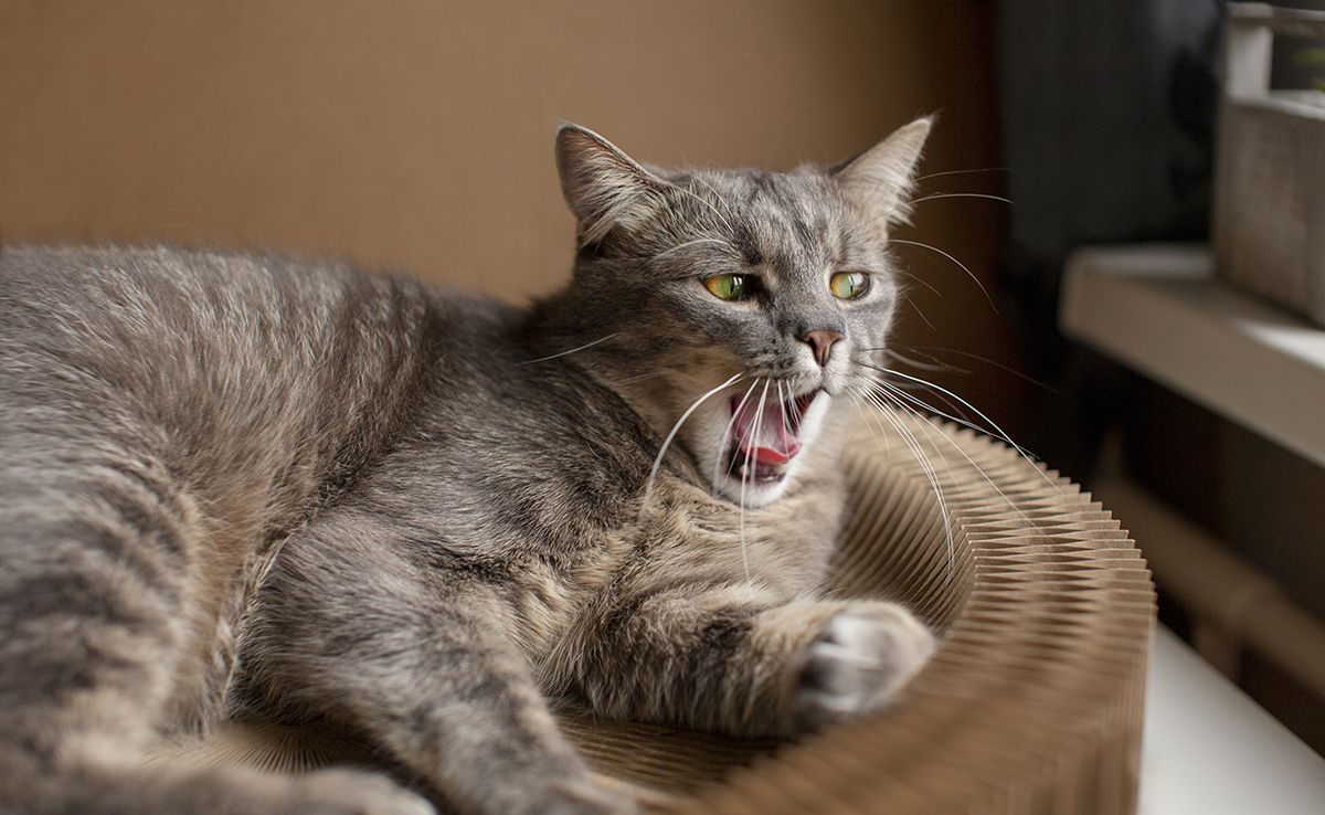 Mon chat bâille : pourquoi ? Est-il fatigué ?