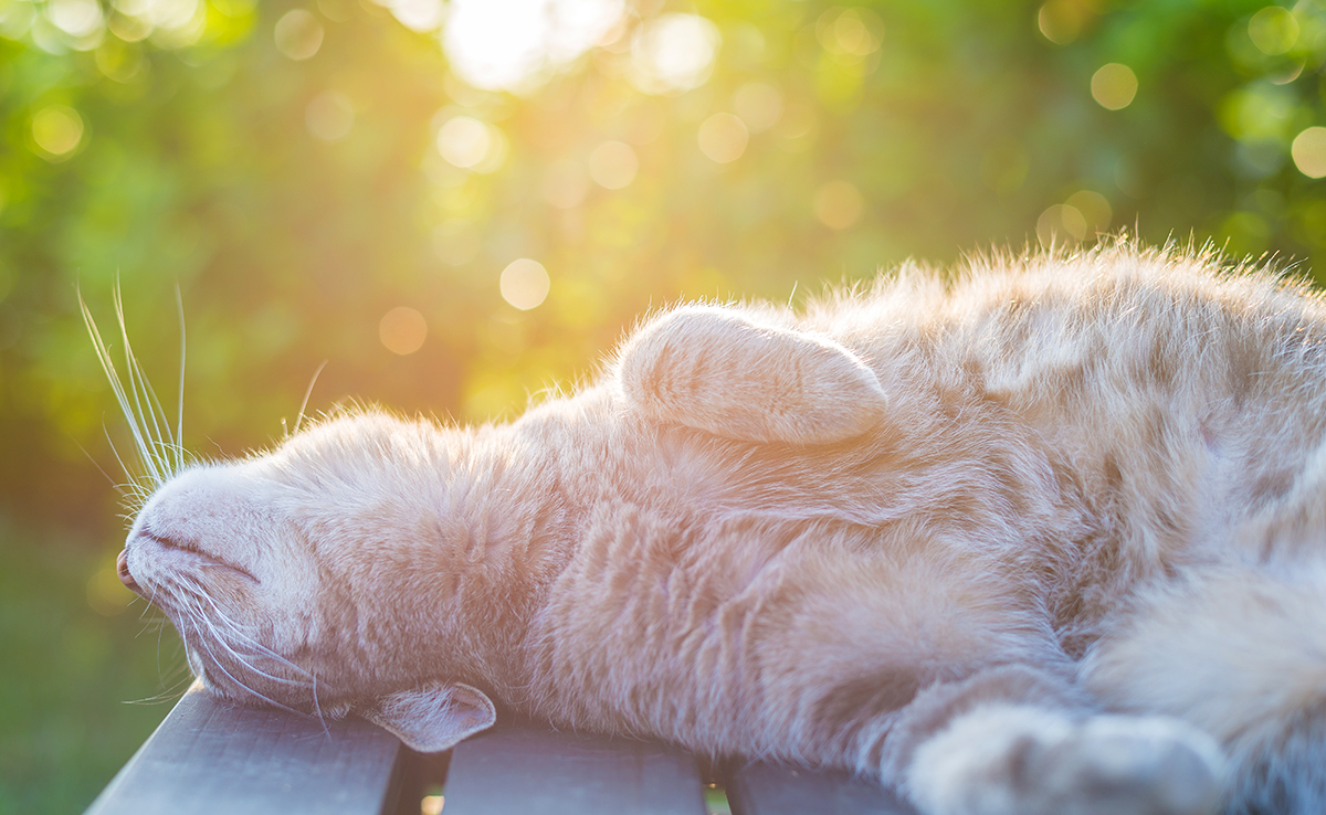 Mon chat adore les bains de soleil : pourquoi ?