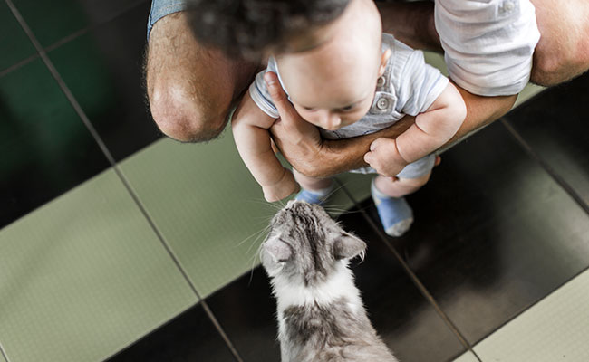 Le chat peut être jaloux de bébé : vrai ou faux ?