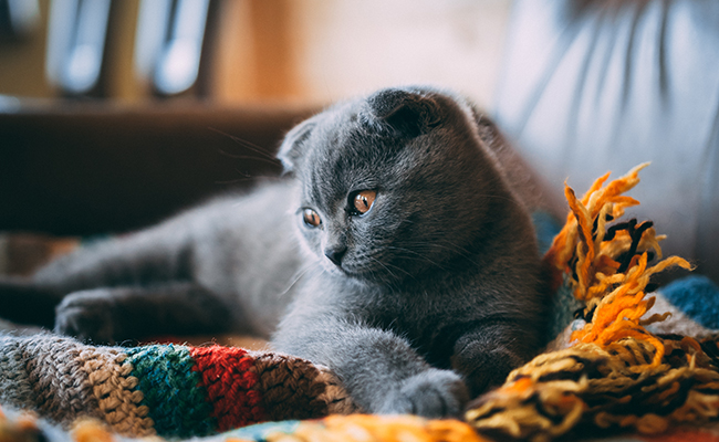 Mon chat fait plein de bêtises : comment réagir ?