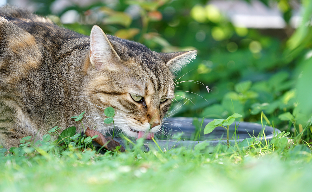 Mon chat peut-il être empoisonné par l'eau qu'il boit dans ses balades ?