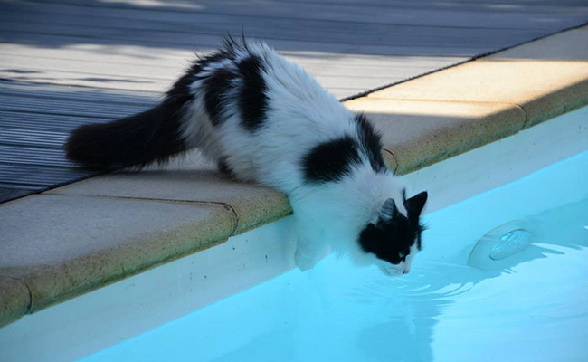 Mon chat boit l'eau de la piscine : est-ce grave ?