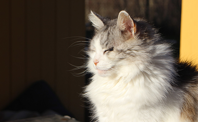 Chat en bonne santé : 12 signes qui ne trompent pas !