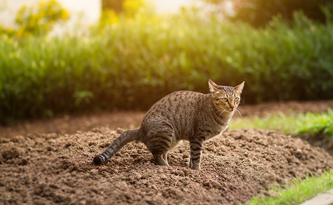 Le chat de mon voisin vient faire ses besoins dans mon jardin : comment l’en empêcher ?