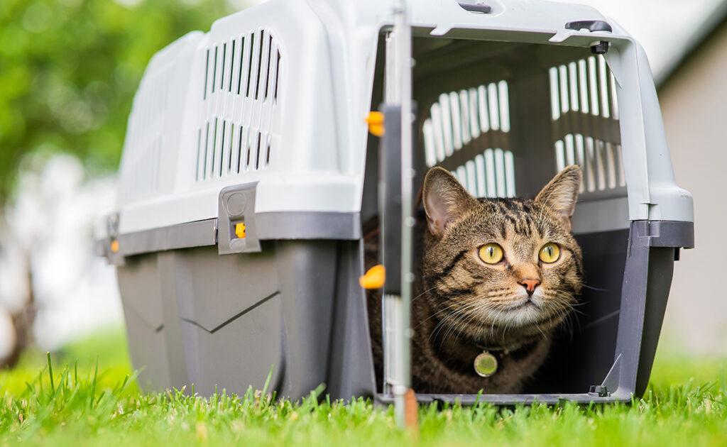 Comment faire entrer son chat dans sa caisse de transport ?