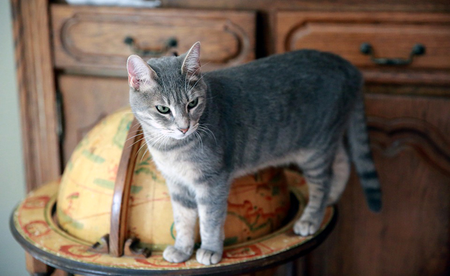 Caractère du chat avant et après la castration : caractère du chat castré !