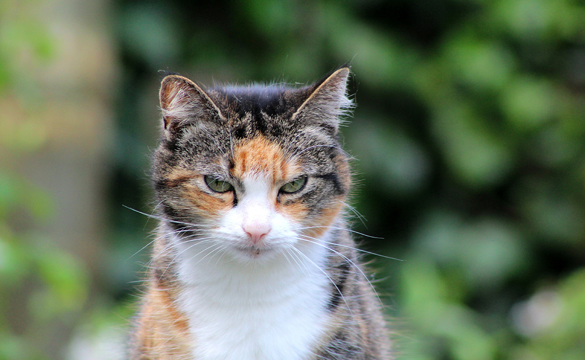 Pourquoi le pelage du chat change de couleur avec l'âge ?