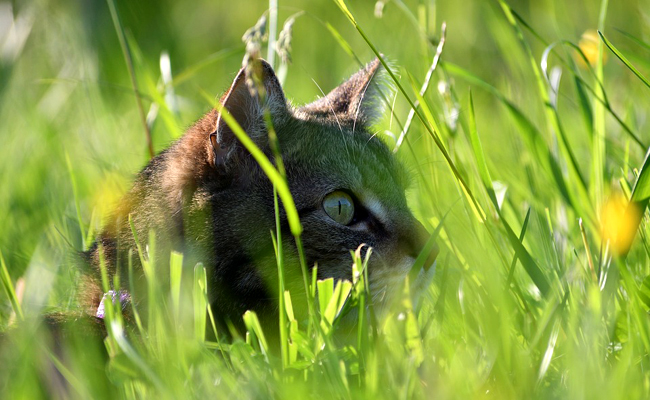 Chat chasseur : quelle alimentation complémentaire ?