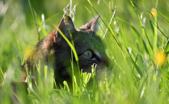 Pourquoi mon chat chasse-t-il alors qu'il est nourri ? Explications sur son instinct de chasseur