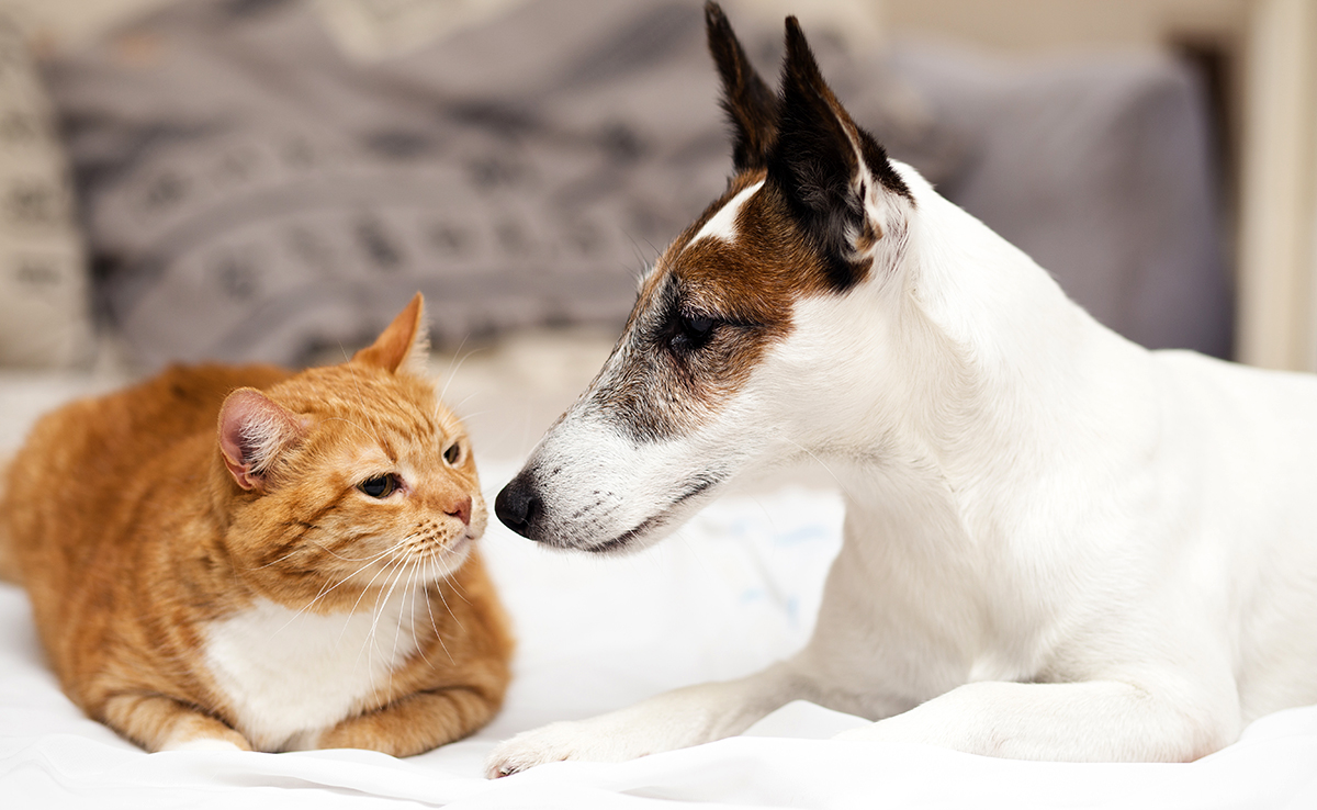 Présenter son chat arrivant à la maison à son chien : 10 conseils !