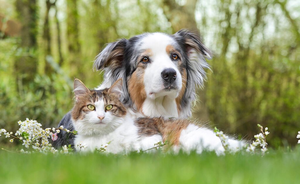 Le chat a 300 millions de neurones alors que le chien en a seulement 160 : vrai ou faux ?