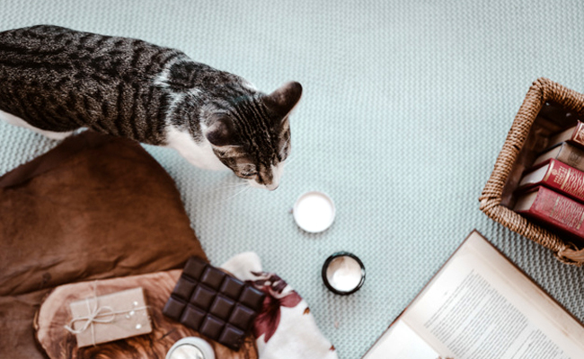 Le chocolat est-il dangereux pour le chat, comme il l'est pour le chien ?