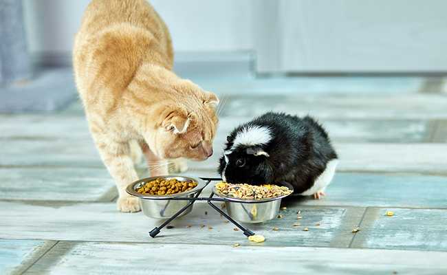 Cohabitation entre chat et cochon d'Inde : est-ce possible ? Quelles précautions ?