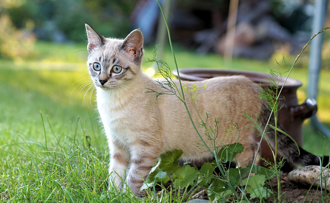 Mon chat comprend-il son nom quand je l'appelle ?