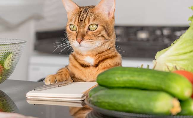 Les chats ont peur des concombres : mythe ou réalité ?