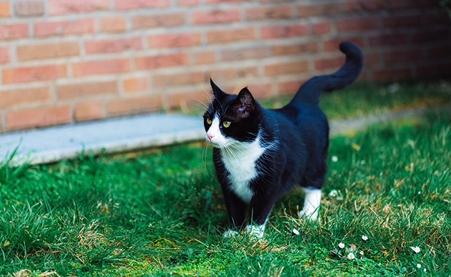 Mon chat court après sa queue : est-il devenu fou ?