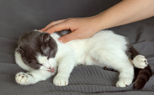 Mon chat a des croûtes : comment le soigner ?