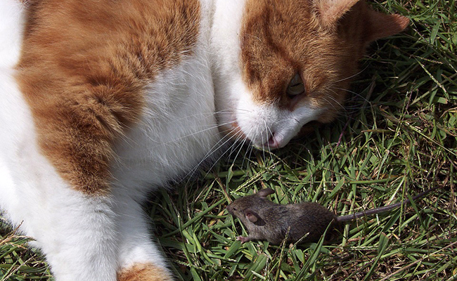 Le chat est cruel avec sa proie : vrai ou faux ?