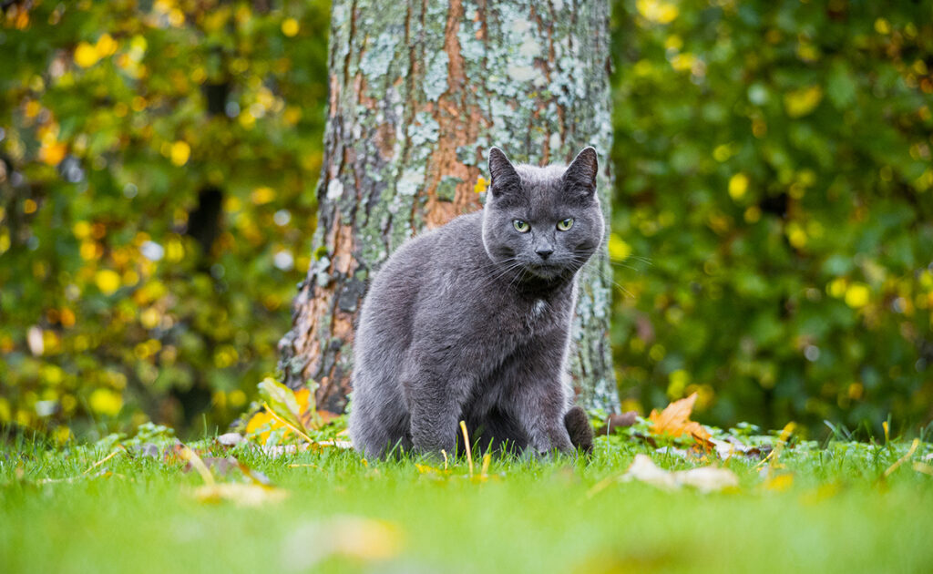 Le chat est-il vraiment un animal curieux ?