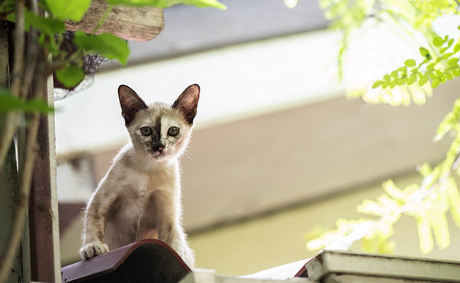 11 dangers et risques d'accidents à la maison pour votre chat