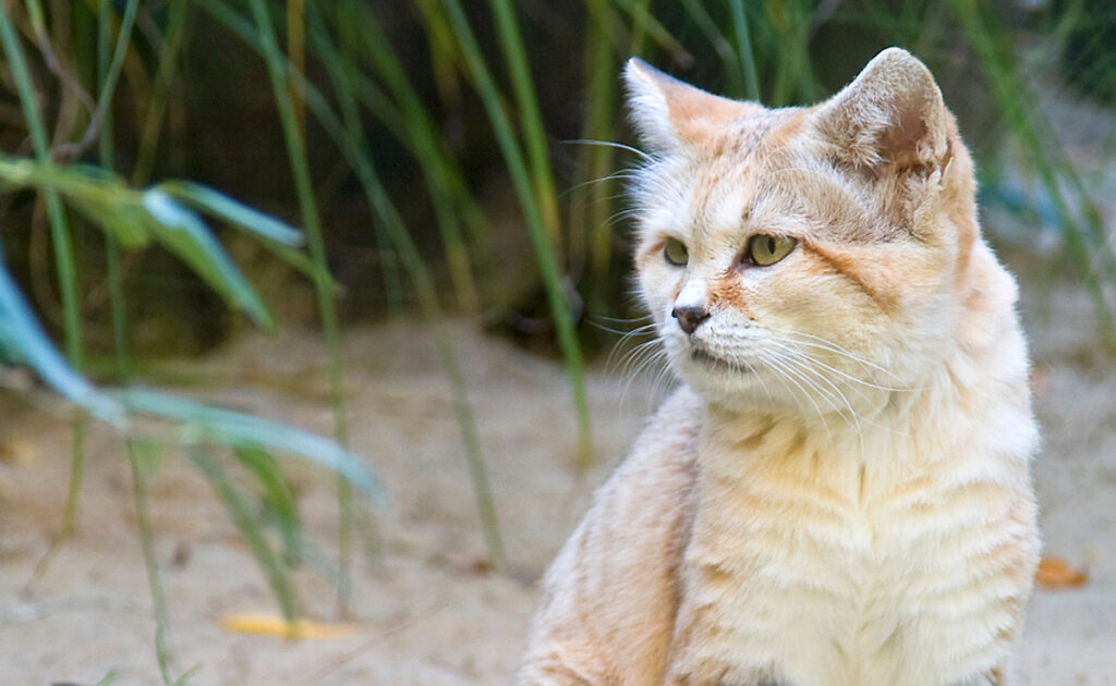 Chat des sables ou chat du désert, qui est-il ?